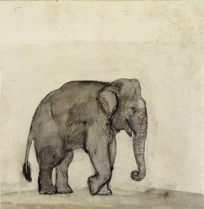 Elefante, c.1790 de Gungaram Tambat